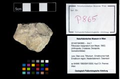 Foto (Objekt + Etikett) von Pithonoton marginatum (von Meyer, 1842)  (NHMW-GEO-2014-0194-0865)